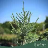 Cedrus deodara 'Electric Blue' - Himalájai cédrus 170 cm, 30 literes cserépben