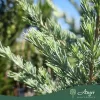 Cedrus deodara 'Electric Blue' - Himalájai cédrus 170 cm, 30 literes cserépben