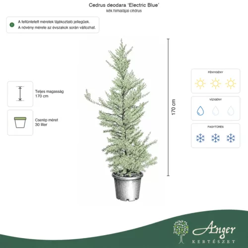 Cedrus deodara 'Electric Blue' - Himalájai cédrus 170 cm, 30 literes cserépben
