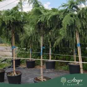   Cedrus deodora 'Feelin blue' - Himalájai cédrus, 170-190 cm, 45 literes cserépben