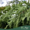 Cedrus deodora 'Feelin blue' - Himalájai cédrus, 170-190 cm, 45 literes cserépben