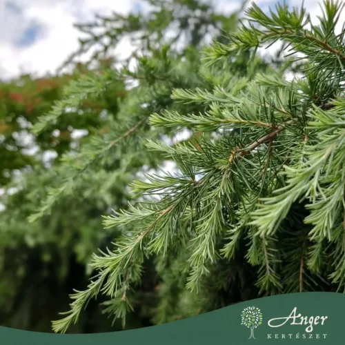 Cedrus deodora 'Feelin blue' - Himalájai cédrus, 170-190 cm, 45 literes cserépben