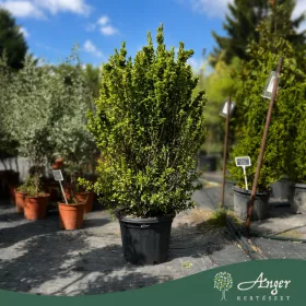   Euonymus benkobasaki 'Erecta' - Japán kecskerágó, 130-140 cm, 25 literes cserépben