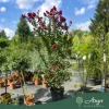 Lagerstroemia indica – Kínai selyemmirtusz, bordó, 250 - 270 cm magas, 45 L-es cserépben
