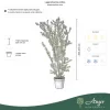 Lagerstroemia indica – Kínai selyemmirtusz, bordó, 250 - 270 cm magas, 45 L-es cserépben
