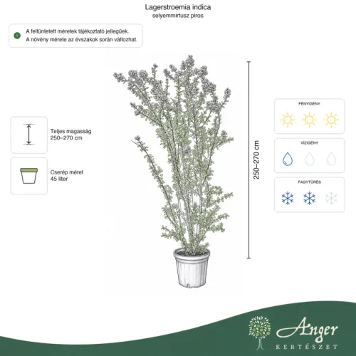 Lagerstroemia indica – Kínai selyemmirtusz, bordó, 250 - 270 cm magas, 45 L-es cserépben
