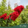 Lagerstroemia indica – Kínai selyemmirtusz, bordó, 250 - 270 cm magas, 45 L-es cserépben
