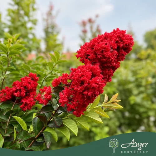 Lagerstroemia indica – Kínai selyemmirtusz, bordó, 250 - 270 cm magas, 45 L-es cserépben
