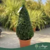Buxus sempervirens – Puszpáng, kúp, 80-90 cm magas, 15 literes cserépben
