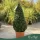 Buxus sempervirens – Puszpáng, kúp, 80-90 cm magas, 15 literes cserépben
