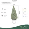 Buxus sempervirens – Puszpáng, kúp, 80-90 cm magas, 15 literes cserépben
