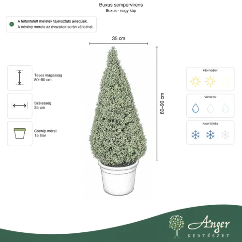 Buxus sempervirens – Puszpáng, kúp, 80-90 cm magas, 15 literes cserépben
