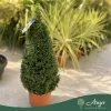 Buxus sempervirens – Puszpáng, kúp, 80-90 cm magas, 15 literes cserépben
