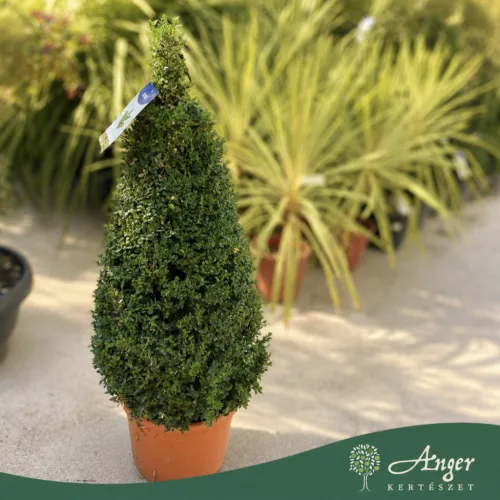 Buxus sempervirens – Puszpáng, kúp, 80-90 cm magas, 15 literes cserépben
