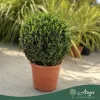 Buxus sempervirens – Puszpáng, gömb, 40-45 cm magas, 15 L-es cserépben
