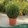 Buxus sempervirens – Puszpáng, gömb, 40-45 cm magas, 15 L-es cserépben
