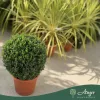 Buxus sempervirens – Puszpáng, gömb, 40-45 cm magas, 15 L-es cserépben
