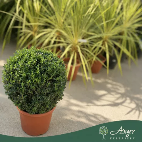 Buxus sempervirens – Puszpáng, gömb, 40-45 cm magas, 15 L-es cserépben
