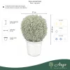 Buxus sempervirens – Puszpáng, gömb, 40-45 cm magas, 15 L-es cserépben
