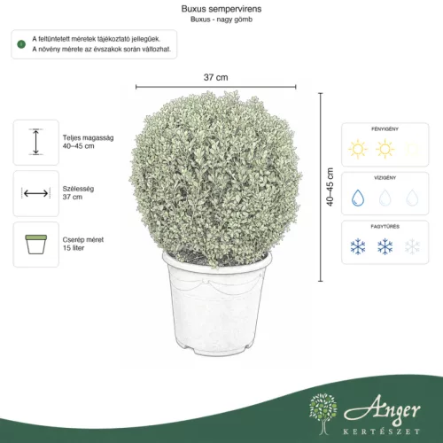 Buxus sempervirens – Puszpáng, gömb, 40-45 cm magas, 15 L-es cserépben
