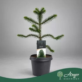   Araucaria araucana- Chilei fenyő 40 - 60 cm, 4-6 literes cserépben