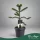 Araucaria araucana- Chilei fenyő 40 - 60 cm, 4-6 literes cserépben