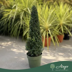   Buxus sempervirens - Puszpáng – kúp forma, 60 - 80 cm, 7 literes cserépben