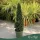 Buxus sempervirens - Puszpáng – kúp forma, 60 - 80 cm, 7 literes cserépben