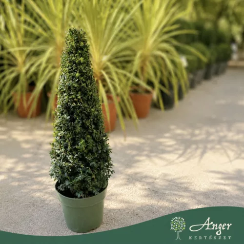 Buxus sempervirens - Puszpáng – kúp forma, 60 - 80 cm, 7 literes cserépben