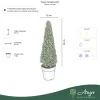 Buxus sempervirens - Puszpáng – kúp forma, 60 - 80 cm, 7 literes cserépben