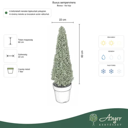 Buxus sempervirens - Puszpáng – kúp forma, 60 - 80 cm, 7 literes cserépben