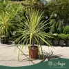 Cordyline australis 'Torbay Dazzler' - Takra levelű déli bunkóliliom, 80 - 90 cm, 8 literes cserépben