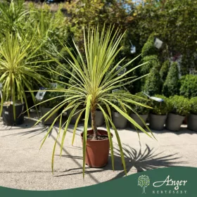   Cordyline australis 'Torbay Dazzler' - Takra levelű déli bunkóliliom, 80 - 90 cm, 8 literes cserépben