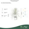 Cordyline australis 'Torbay Dazzler' - Takra levelű déli bunkóliliom, 80 - 90 cm, 8 literes cserépben