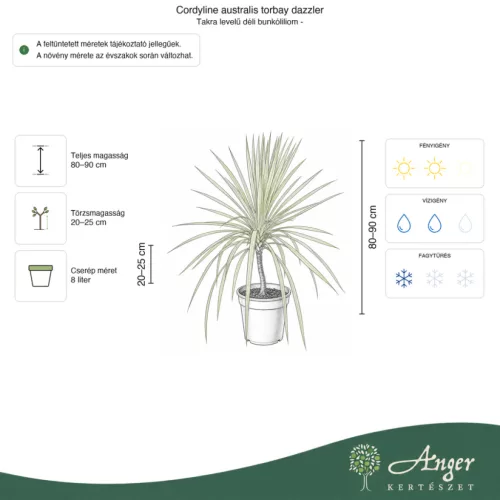 Cordyline australis 'Torbay Dazzler' - Takra levelű déli bunkóliliom, 80 - 90 cm, 8 literes cserépben