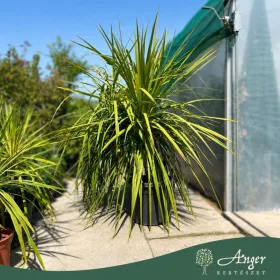   Cordyline australis multistelo - Több törzses déli bunkóliliom, 140-150 cm, 45 literes cserépben