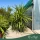 Cordyline australis multistelo - Több törzses déli bunkóliliom, 140-150 cm, 45 literes cserépben