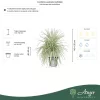 Cordyline australis multistelo - Több törzses déli bunkóliliom, 140-150 cm, 45 literes cserépben