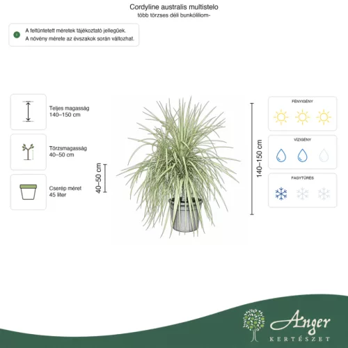 Cordyline australis multistelo - Több törzses déli bunkóliliom, 140-150 cm, 45 literes cserépben
