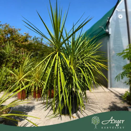 Cordyline australis multistelo - Több törzses déli bunkóliliom, 140-150 cm, 45 literes cserépben