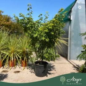   Acer palmatum 'Fior d'Arancio' - Japán juhar, 140-160 cm, 25 literes cserépben