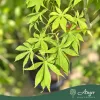 Acer palmatum 'Fior d'Arancio' - Japán juhar, 140-160 cm, 25 literes cserépben