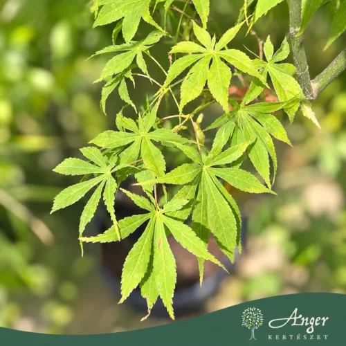 Acer palmatum 'Fior d'Arancio' - Japán juhar, 140-160 cm, 25 literes cserépben