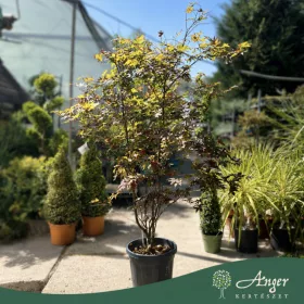   Acer palmatum 'Fireglow' - Japán juhar, 160-170 cm, 45 literes cserépben