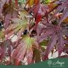 Acer palmatum 'Fireglow' - Japán juhar, 160-170 cm, 45 literes cserépben