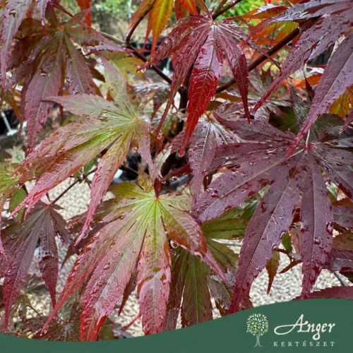 Acer palmatum 'Fireglow' - Japán juhar, 160-170 cm, 45 literes cserépben