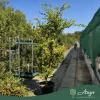 Acer palmatum 'Corallinum' - Japán juhar ,170-180 cm, 55 literes cserépben