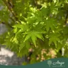Acer palmatum 'Corallinum' - Japán juhar ,170-180 cm, 55 literes cserépben