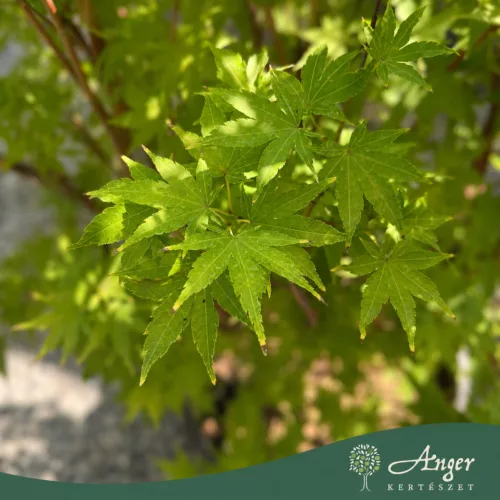 Acer palmatum 'Corallinum' - Japán juhar ,170-180 cm, 55 literes cserépben
