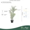 Acer palmatum 'Corallinum' - Japán juhar ,170-180 cm, 55 literes cserépben